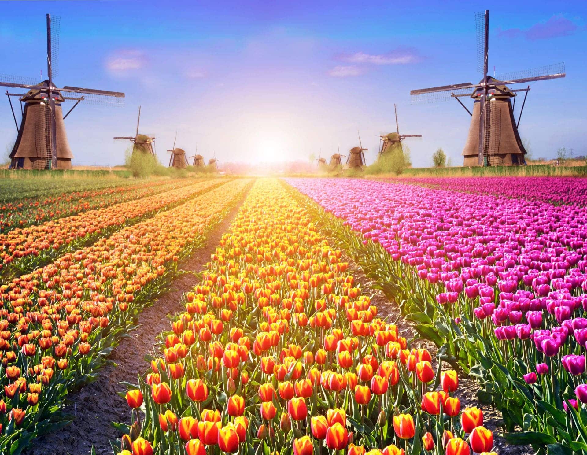 netherlands mills